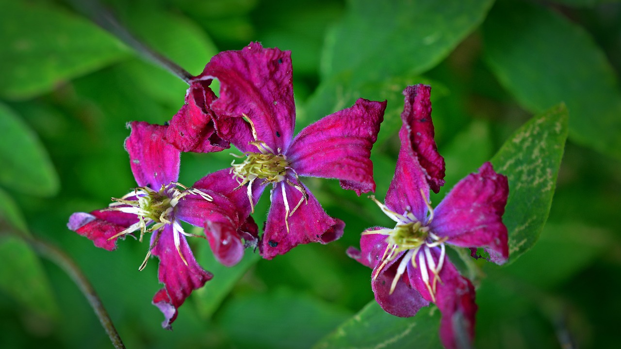 clematis clematis