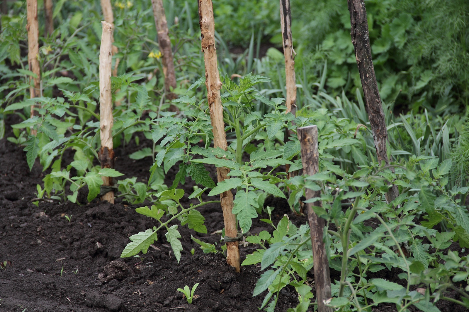 Spacing for Staked Indeterminate Tomatoes