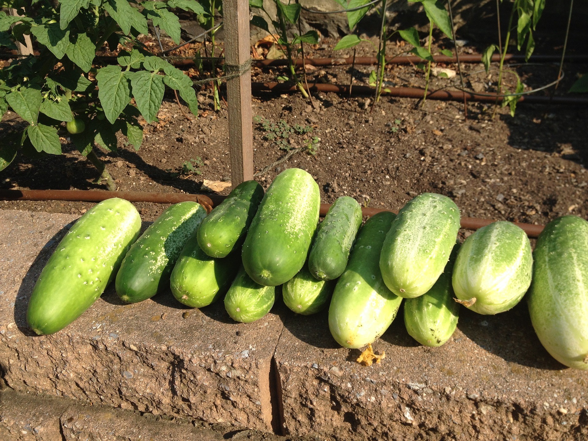 Size of Cucumbers