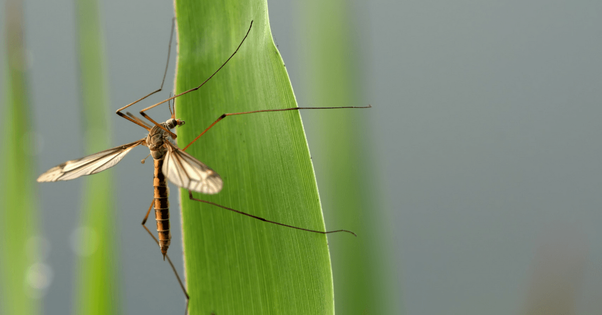 how-to-get-rid-of-midges