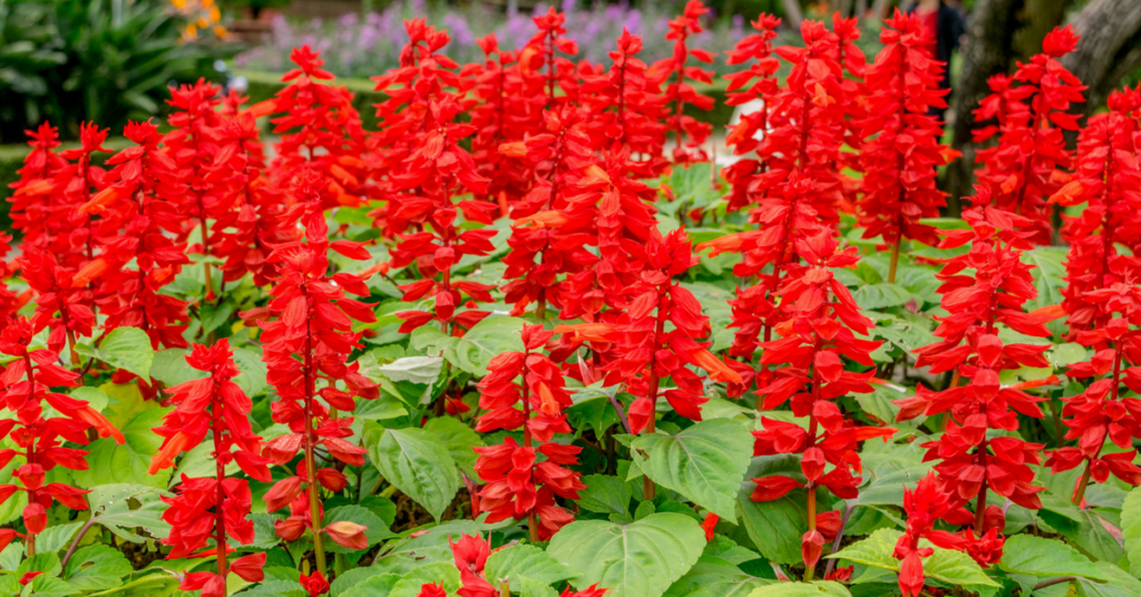 how-to-grow-scarlet-sage-flowers