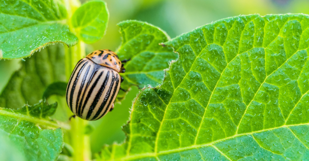 bugs-and-pests-ruining-your-garden