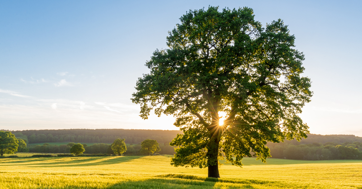 What Are the Best Trees to Provide Shade?