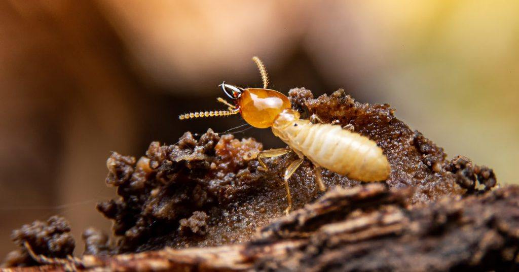 types-of-termites