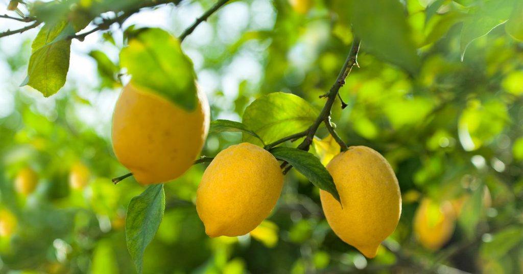 lemon-trees