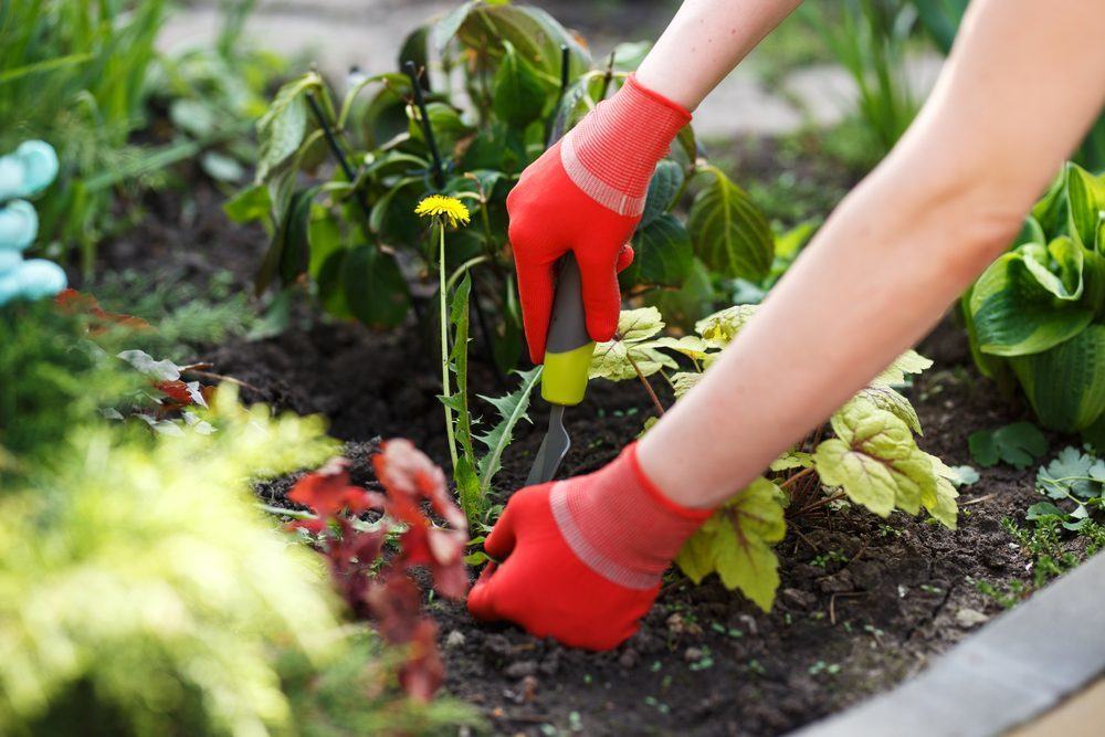 weeding weeding