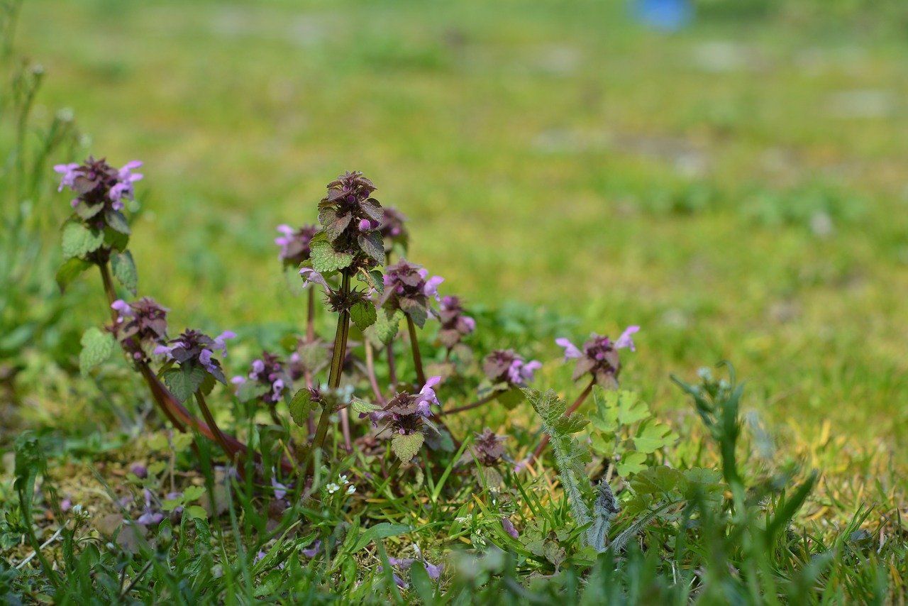 weeds weeds
