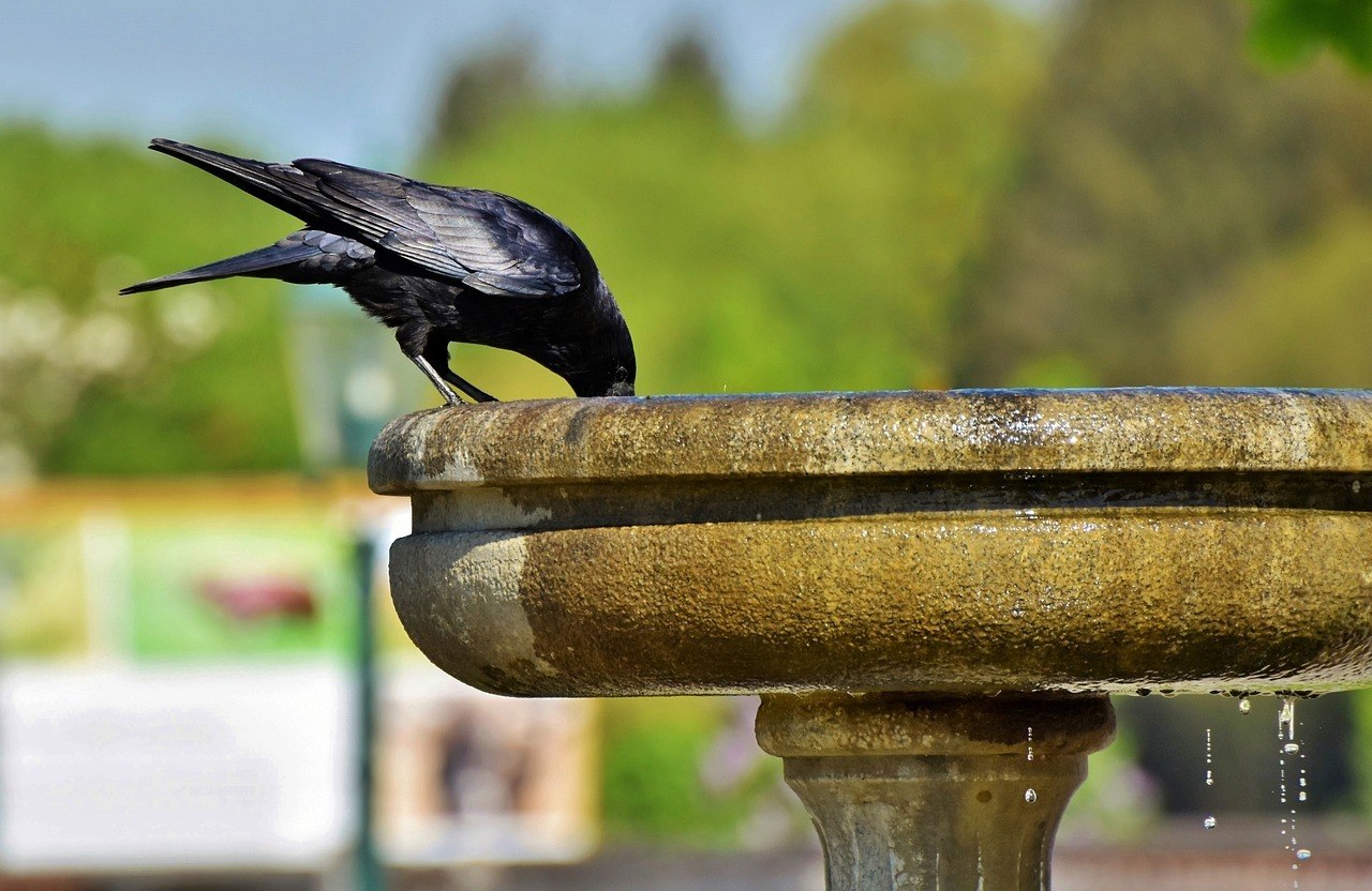 fountain