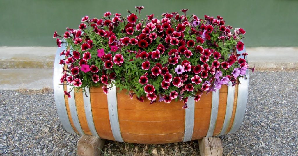 growing-your-own-herbs-and-vegetables-in-used-wooden-barrels