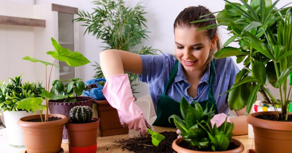 plant-your-first-indoor-garden