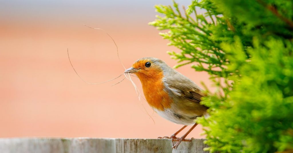 bird-friendly-garden